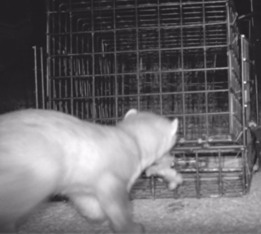 fouine cage oct 2025